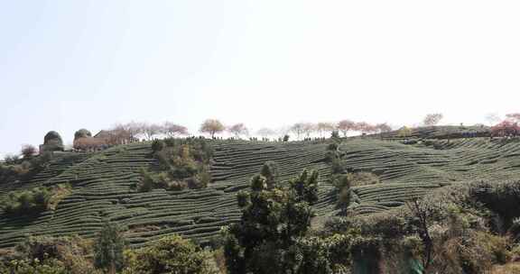 福建漳平龙岩永福樱花茶园