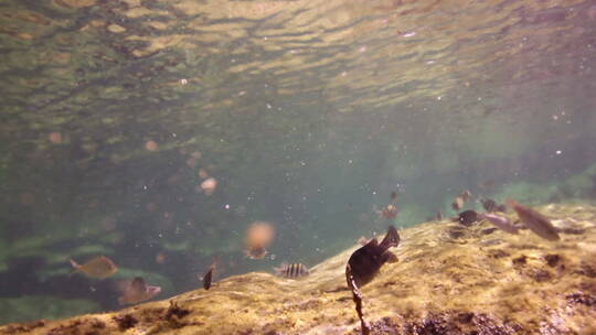 水下的热带鱼