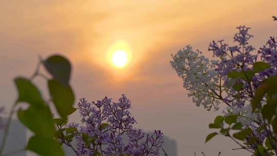 夕阳 晚霞 天空 治愈系 黄昏 唯美