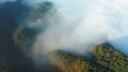 晨曦高山树林云海云雾唯美光影