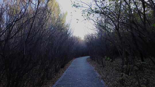 林间石板路的幽静自然风景