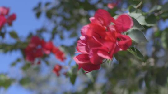 红色花朵迎风摇曳视频素材模板下载