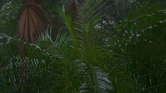 下雨大雨雨中植物吹动