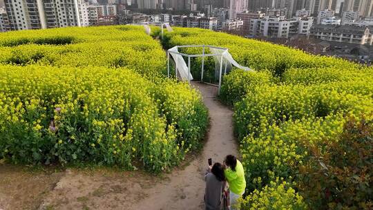 航拍春天中的城东公园油菜花景观(6)