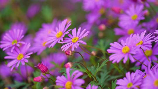 4K花卉野花花朵小雏菊