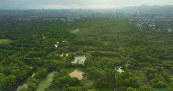 杭州西溪湿地夏天云雾风光