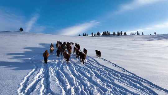 唯美雪景 呼伦贝尔大雪原视频素材模板下载