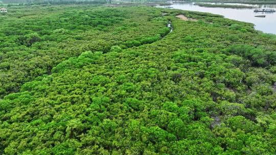 4k湛江乐民港红树林滩涂湿地保护区航拍