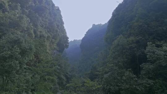 高清航拍四川乐山四溪沟森林唯美自然风光