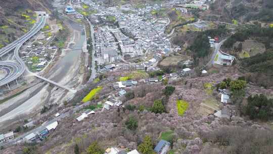 四川绵阳市平通镇梅林