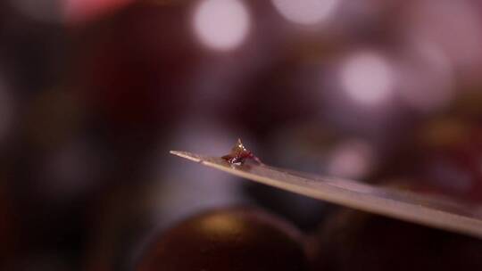 【镜头合集】刀尖刮下葡萄表面蚧壳虫卵