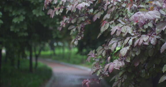 下雨树叶花朵上的雨水雨珠