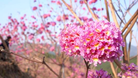 实拍紫花风铃