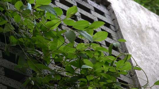 旅游 景区 古村庄 风光 绿植 植物