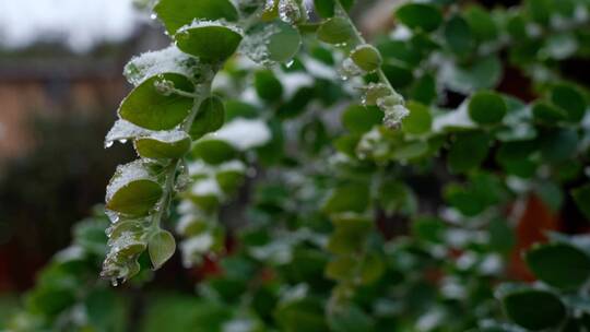 植物绿叶下雪空镜