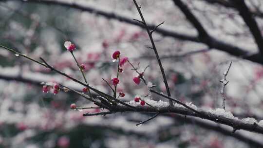 冰雪红梅雪中梅花02