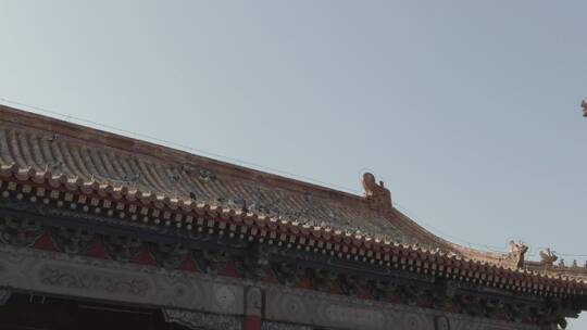 北京故宫紫禁城游玩意境4K实拍镜头