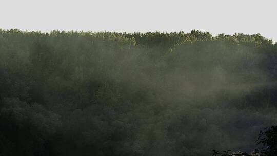 浓雾覆盖的森林