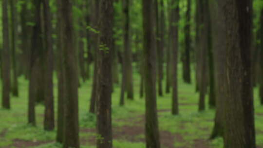 自然-树林-茂密-横移-变焦-特写视频素材模板下载