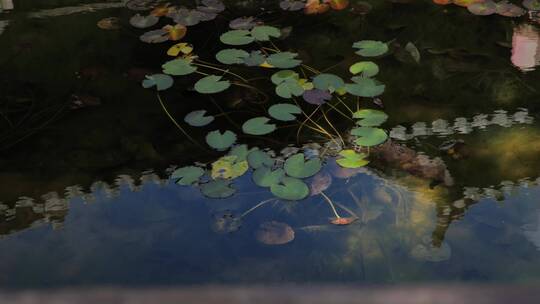 莲叶池中的倒影 4k实拍素材