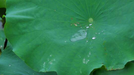 下雨荷叶上的水珠露珠露水