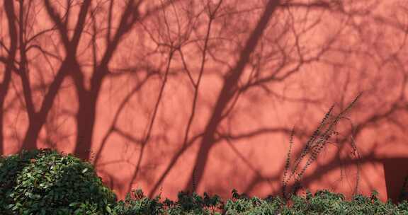 古建红墙树影氛围