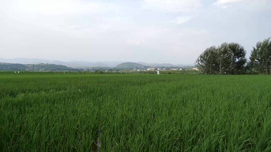 南方水稻