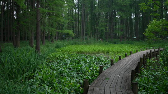 中国科学院武汉植物园能源植物区