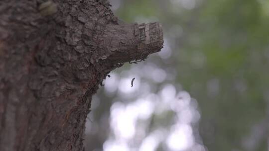 实拍原始森林松柏树上的虫子午后蜘蛛网昆虫