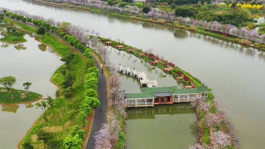 广州海珠湿地紫荆花视频素材模板下载