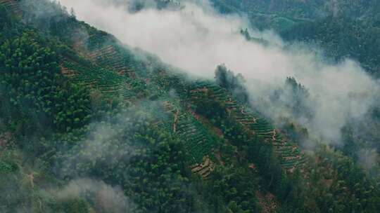 航拍茶山茶园茶叶