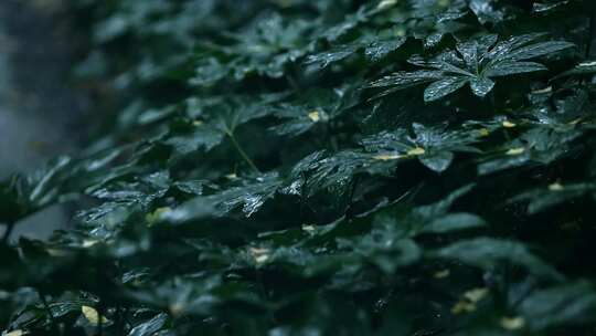 雨滴落在叶子上