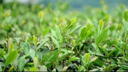 雅安 上里 古镇 游客 街道 茶山