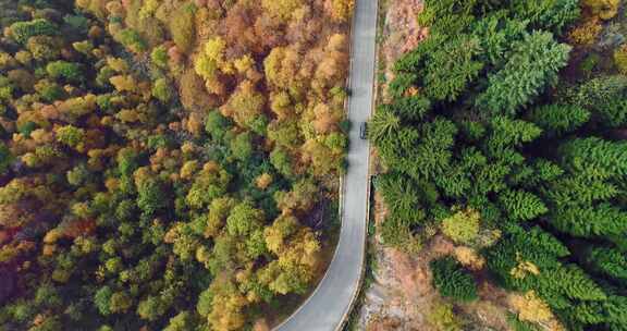 道路，森林，松树，汽车