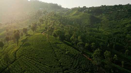 航拍清晨茶叶茶山种植园春茶农业