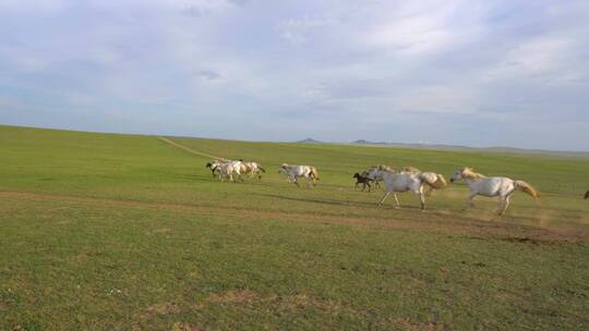 草原上的白马群