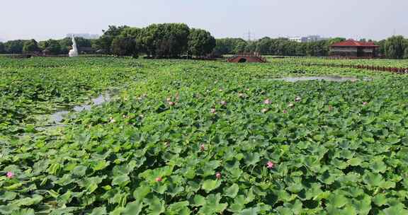 苏州荷塘月色湿地公园荷塘美景