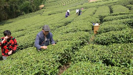 茶叶茶绿茶采茶茶山春茶茶园4K实拍