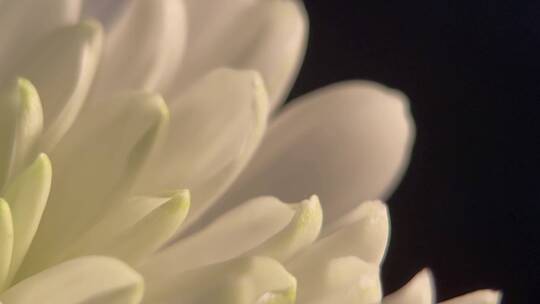 微距鲜花摄影白菊花