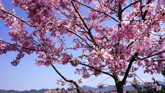 浪漫樱花茶园 阳光樱花树