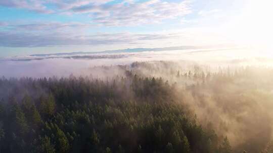清晨迷雾森林云雾笼罩雾气森林绿色自然碳汇视频素材模板下载