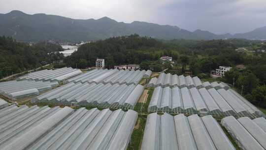 4K-乡村大棚蔬菜基地航拍