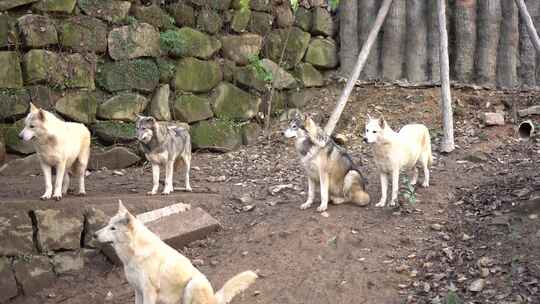 野生狼狗5条