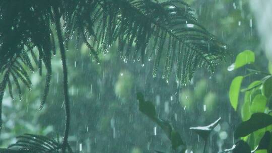 暴雨下的树林，雨滴从树叶上滴落唯美视频
