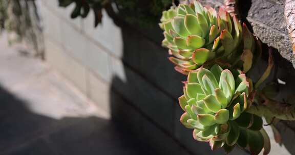 云南大理沐浴日光的多肉植物