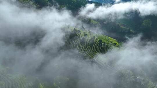 雨雾缭绕的茶山