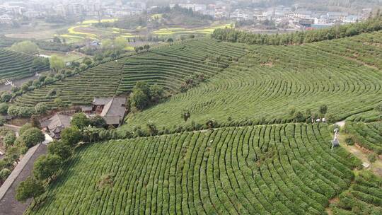 航拍绿色茶园种植基地