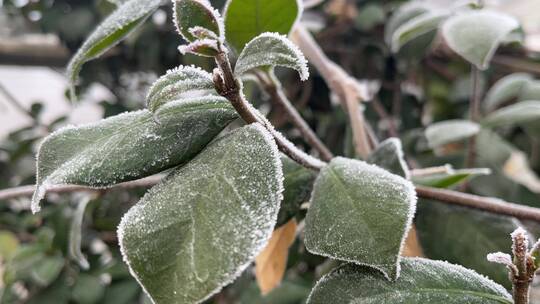 冬天下霜的植物视频素材模板下载