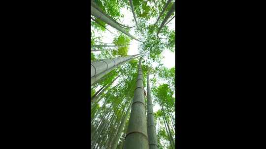 美丽的生态竹海竹林竹子参天竹林