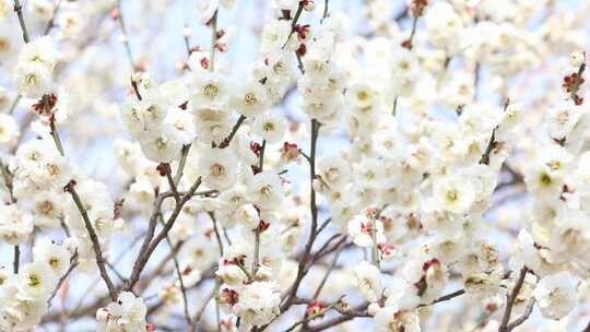 唯美春天开花桃花白色梅花白梅蜜蜂视频素材模板下载